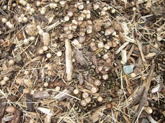 Cyathus striatus