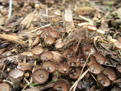Cyathus striatus
