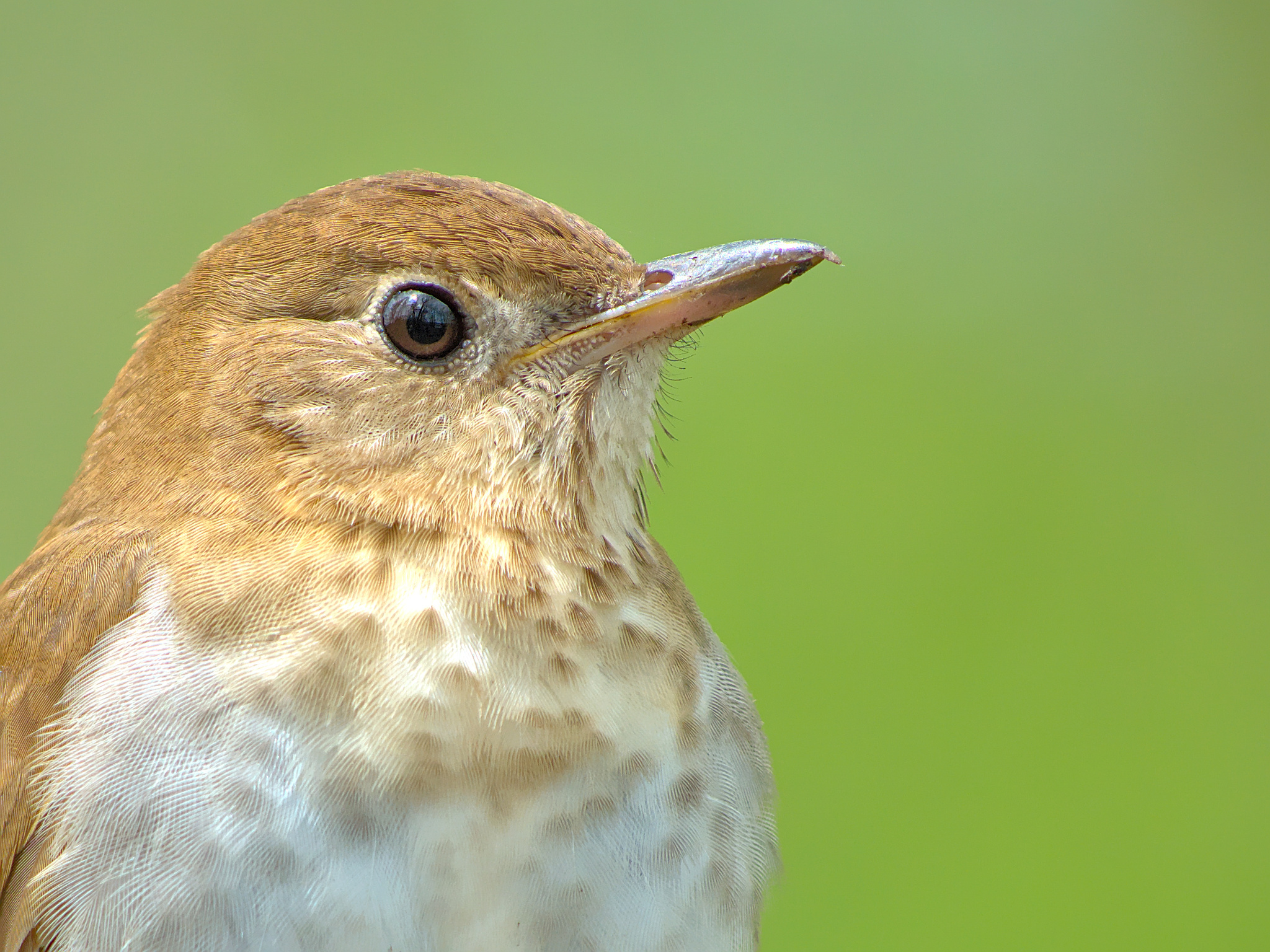 Veery (Catharus fuscescens)