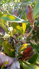 Coptosperma