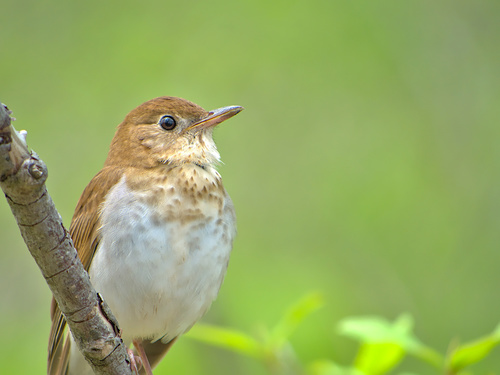 Veery (Catharus fuscescens)