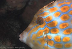 Eubalichthys mosaicus