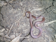 Atractus trilineatus