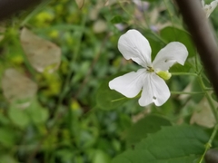 Lunaria annua