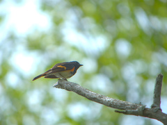 Setophaga ruticilla image