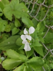 Lunaria annua
