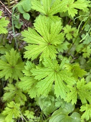 Geranium erianthum