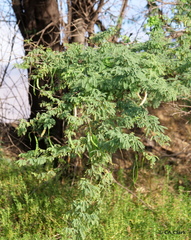 Prosopis pallida, recorded fruiting