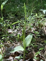 Ophioglossum pusillum
