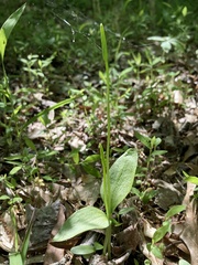 Ophioglossum pusillum