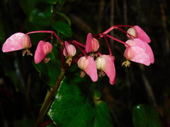 Begonia bracteosa