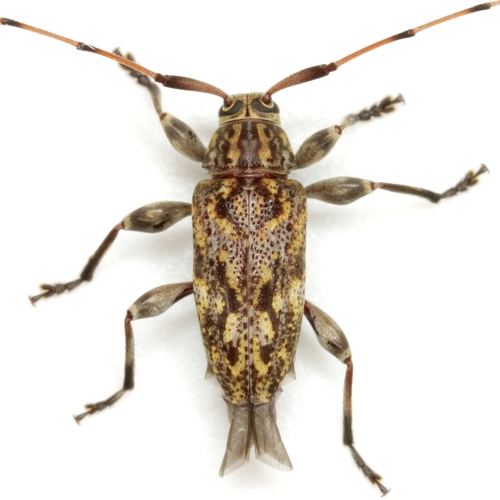 Atrypanius haldemani (LeConte, 1852) Monné, Santos-Silva & Monné, 2020