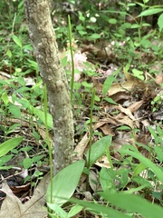 Ophioglossum pusillum