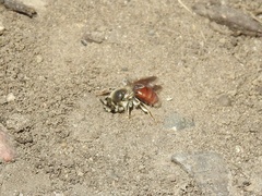 Andrena erythrogaster
