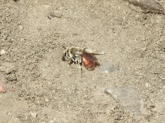 Andrena erythrogaster