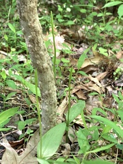 Ophioglossum pusillum