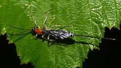 Calliephialtes grapholithae
