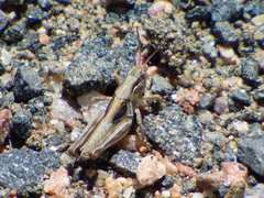 Melanoplus confusus