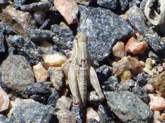 Melanoplus confusus