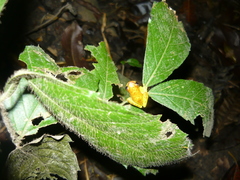 Dendropsophus minutus