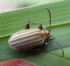 Neolochmaea dilatipennis