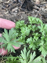 Ranunculus acris acris