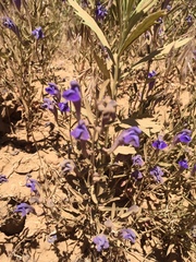 Scutellaria siphocampyloides