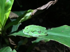 Zhangixalus taipeianus