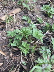 Ranunculus acris acris