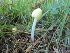 Bolbitius titubans