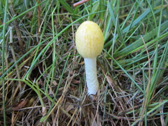 Bolbitius titubans