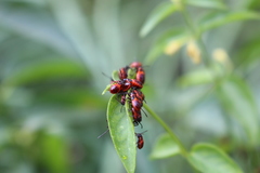 Tropidothorax leucopterus