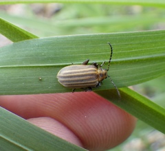 Neolochmaea dilatipennis
