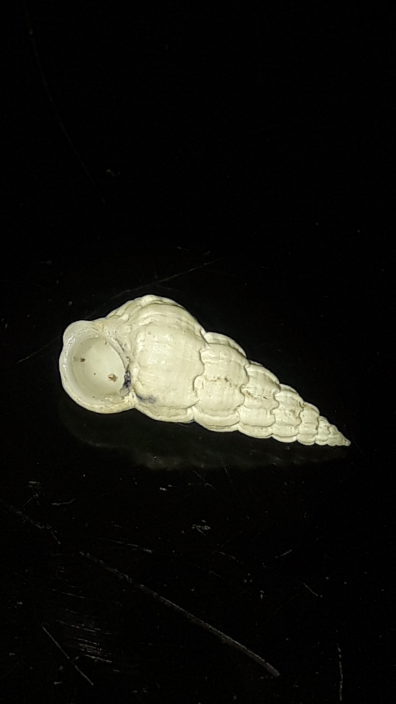 Opalia crenatoides