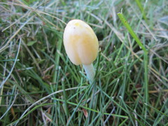 Bolbitius titubans