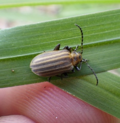 Neolochmaea dilatipennis