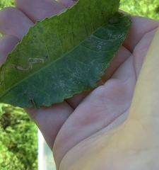 Liriomyza flavolateralis