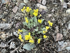 Physaria didymocarpa