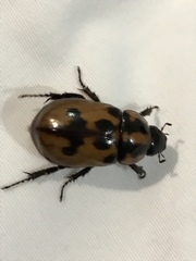 Cyclocephala deceptor