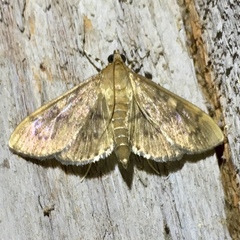 Psara obscuralis