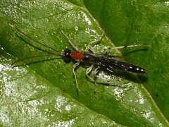 Calliephialtes grapholithae