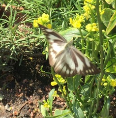 Appias libythea olferna