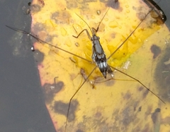 Limnogonus fossarum
