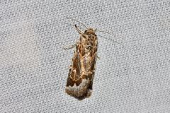 Proteuxoa florescens