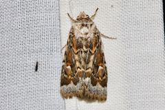 Proteuxoa florescens