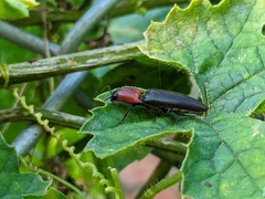 Ludioschema obscuripes