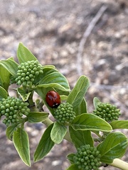 Coccinella septempunctata