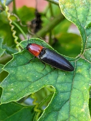 Ludioschema obscuripes