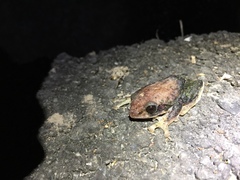 Zhangixalus taipeianus