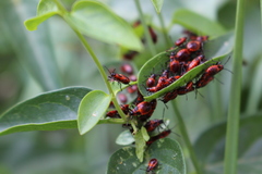 Tropidothorax leucopterus